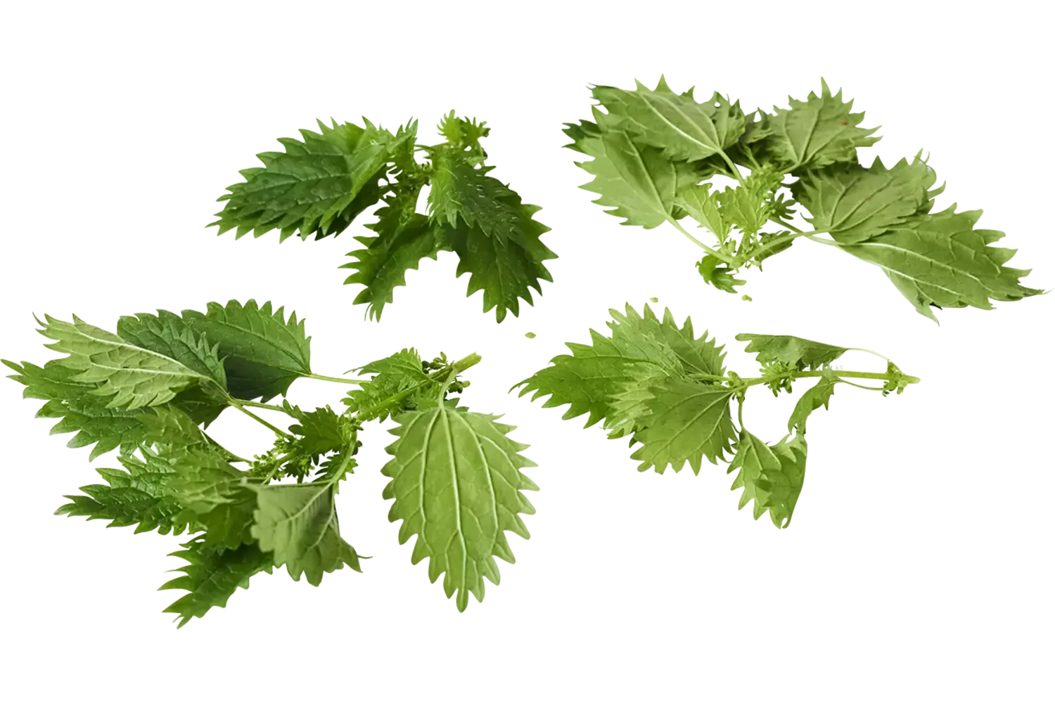 Nettle top 30gr piece