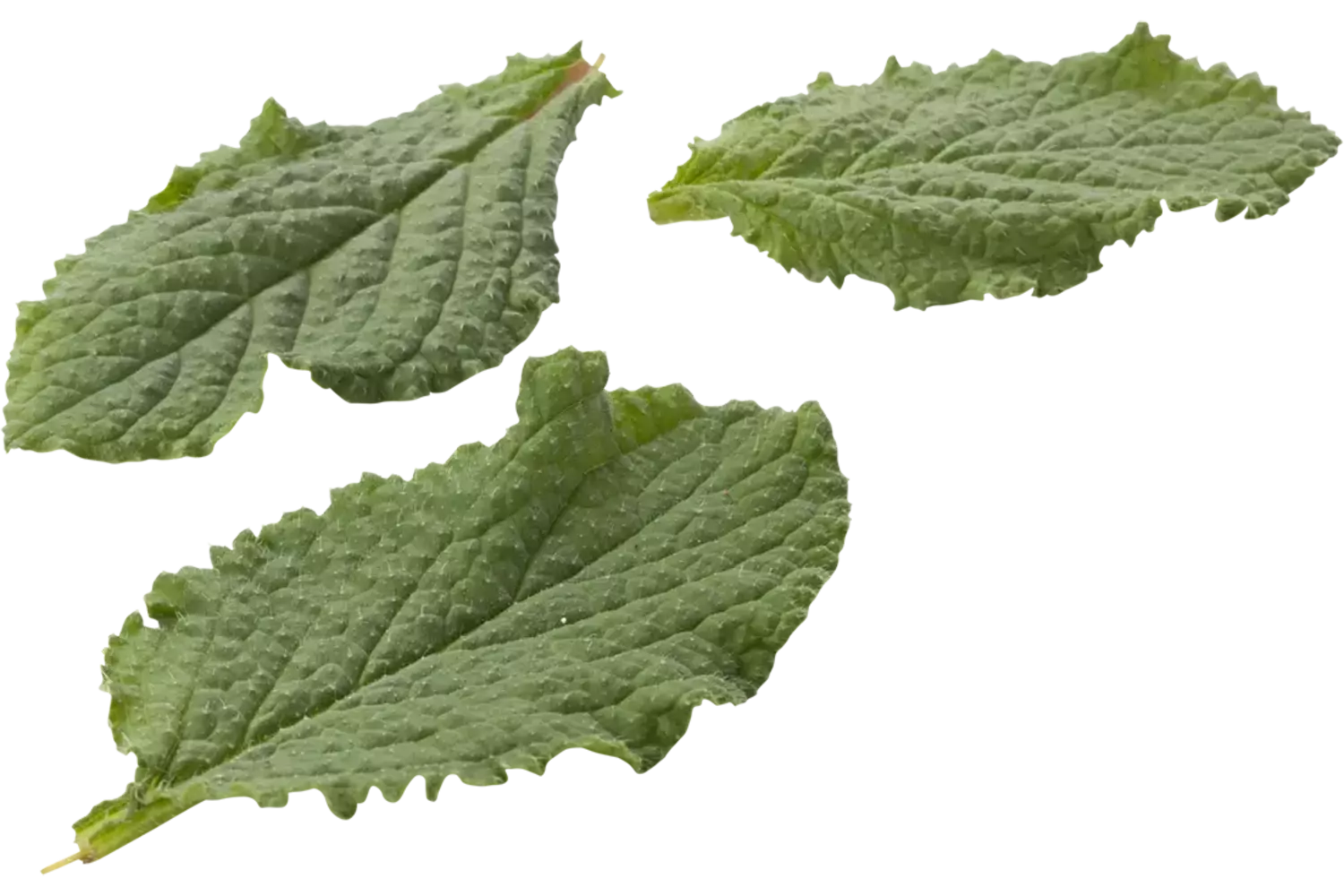 Borageblad 30gr. stuk