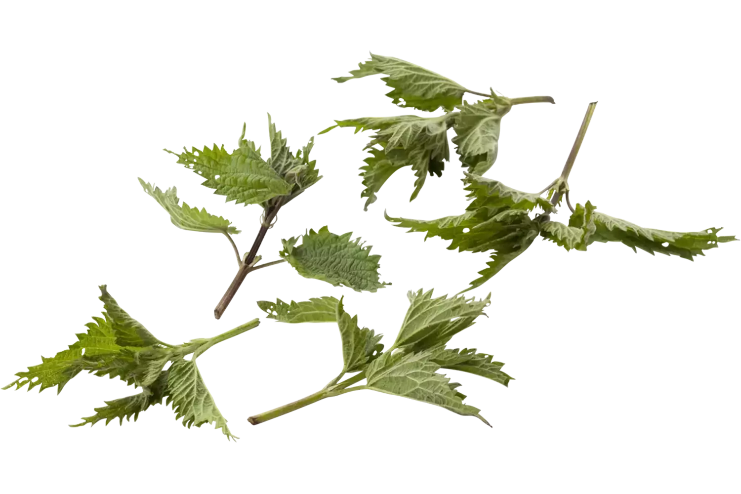 Nettle 15gr piece