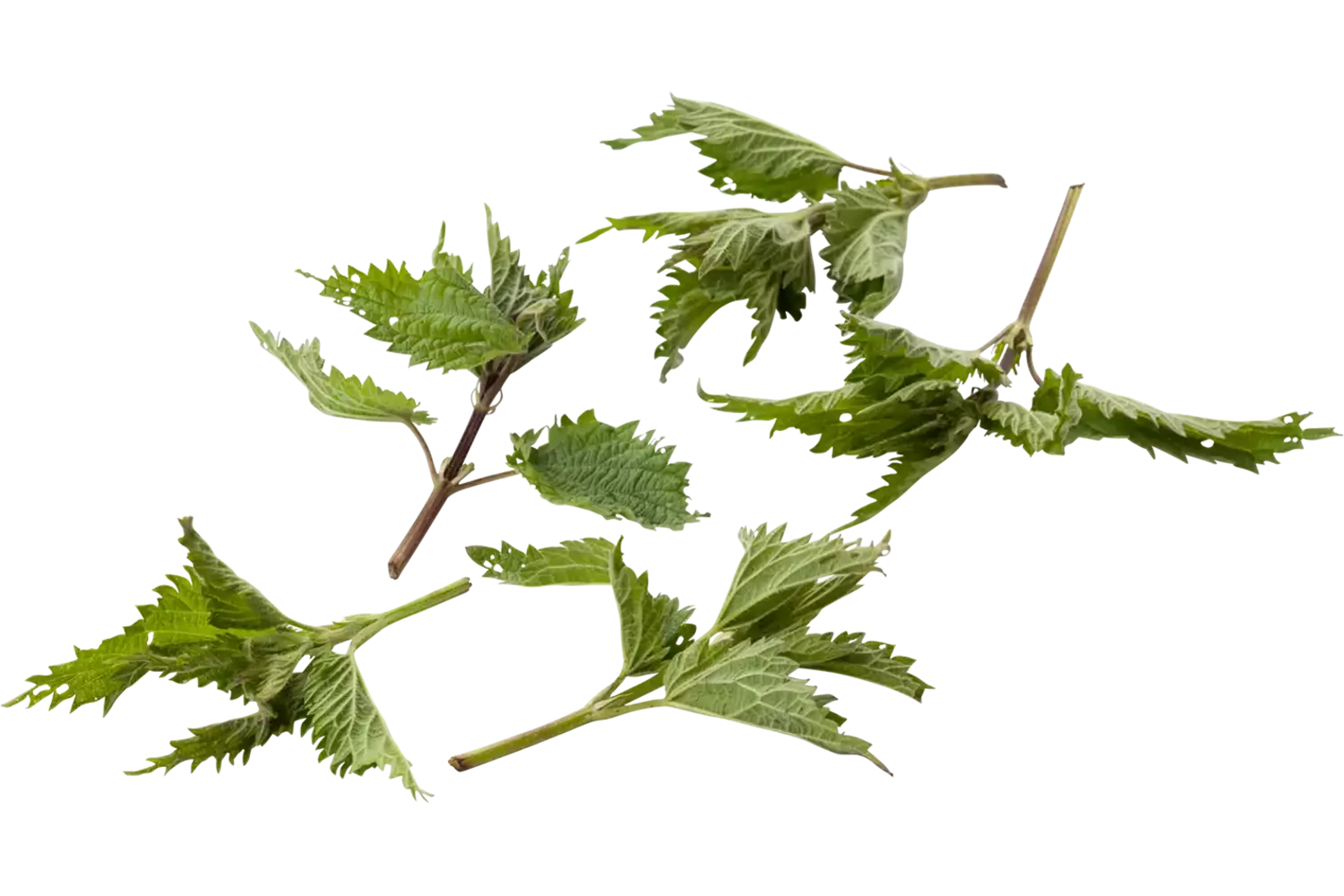 Nettle crade 1 kilo