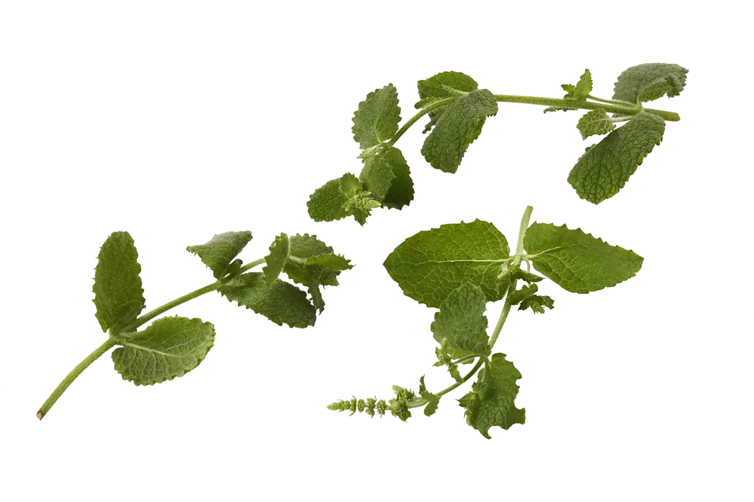 Pineapple mint 20gr piece