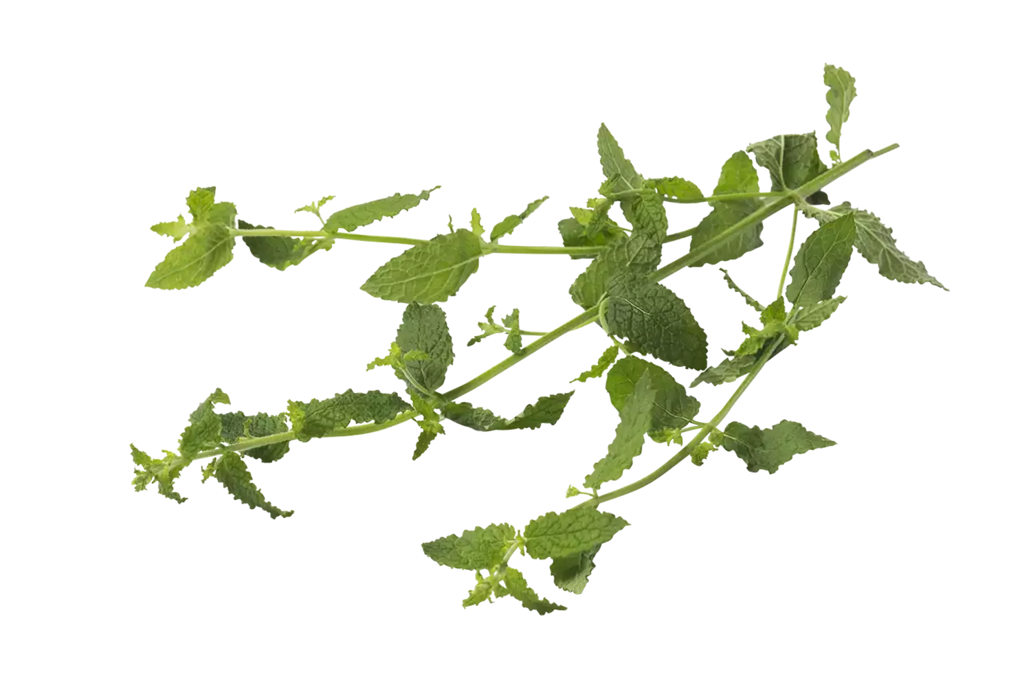 Fraises menthe 20g pièce