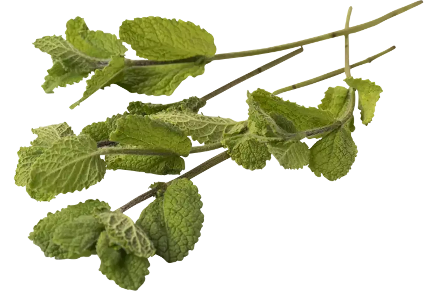 Appelmunt 20gr. stuk