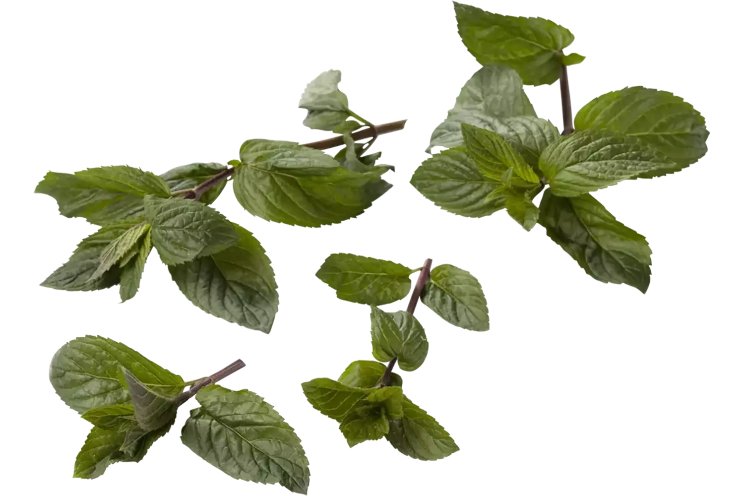 Chocolade munt 20gr. stuk