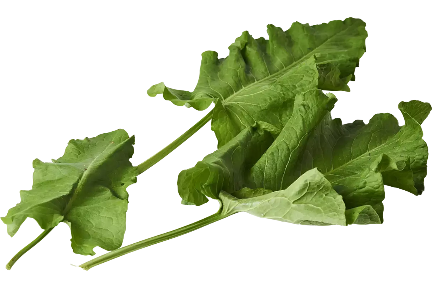Oseille sauvage 30g pièce