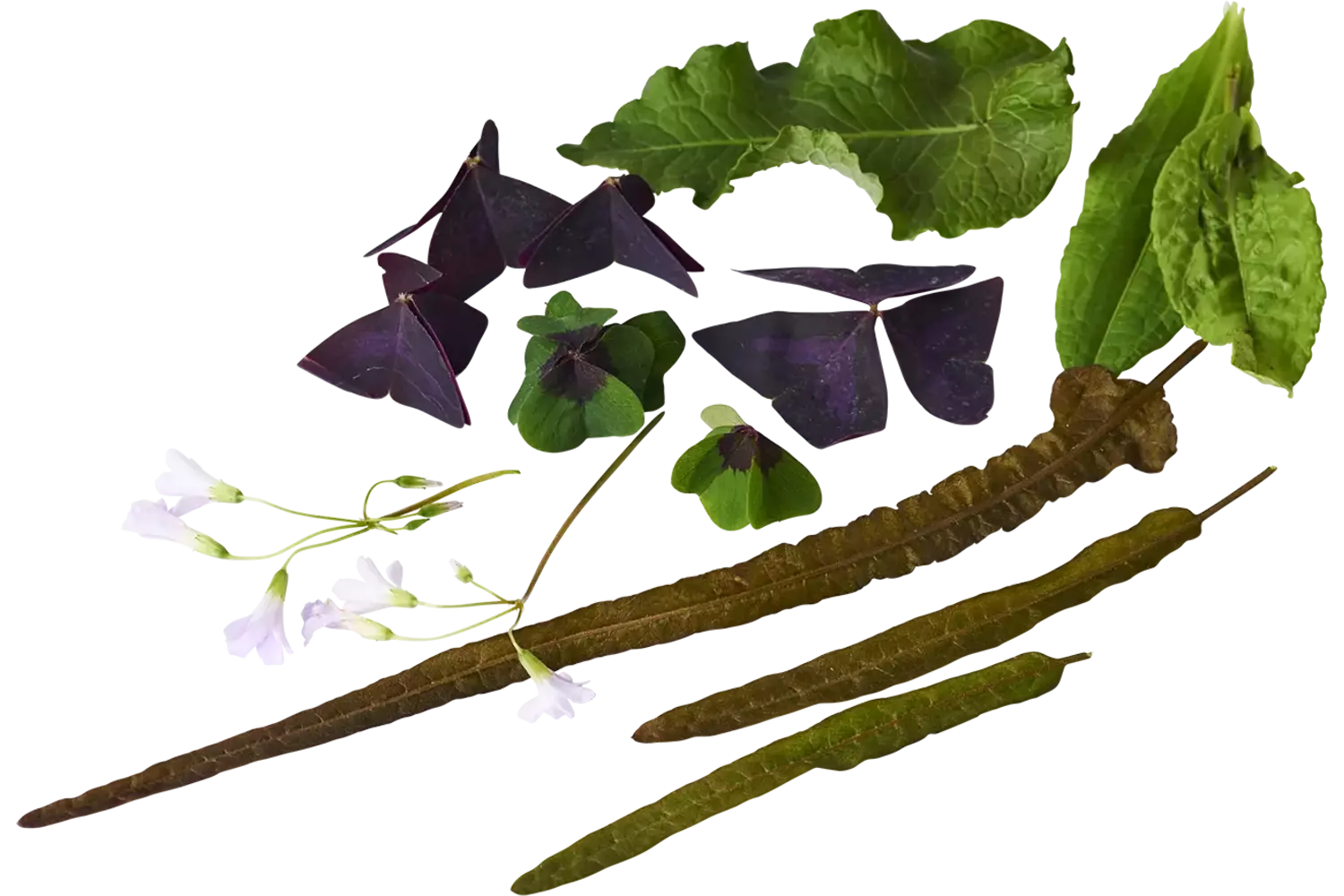 Zuring mix  +-- 30 blaadjes stuk