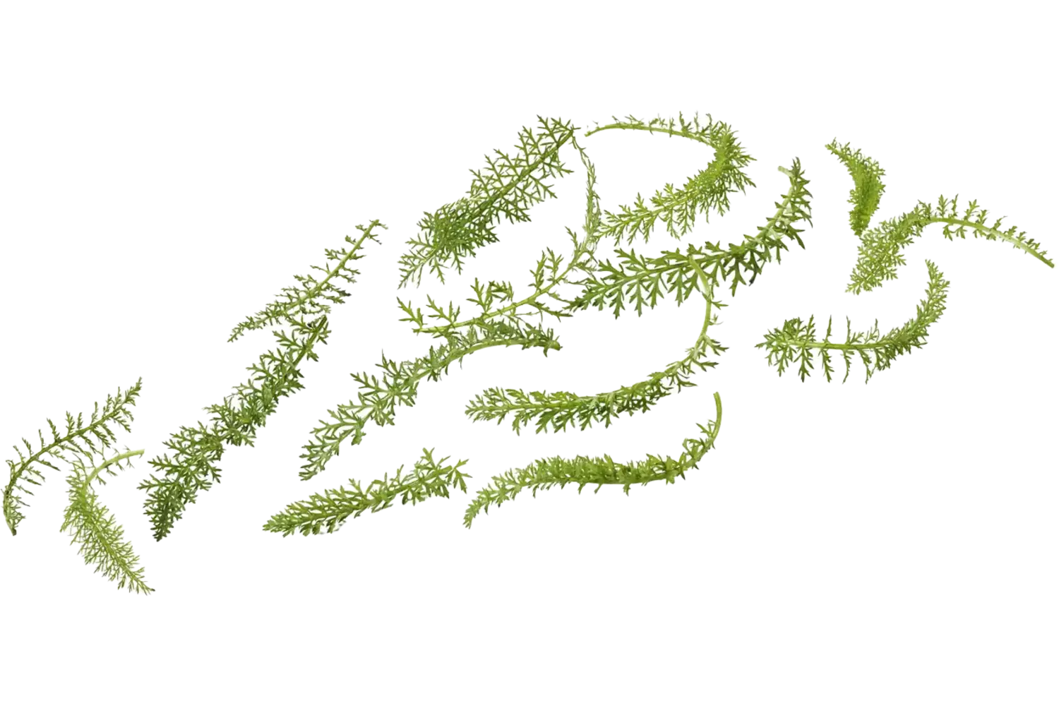 Yarrow leaf 20gr piece