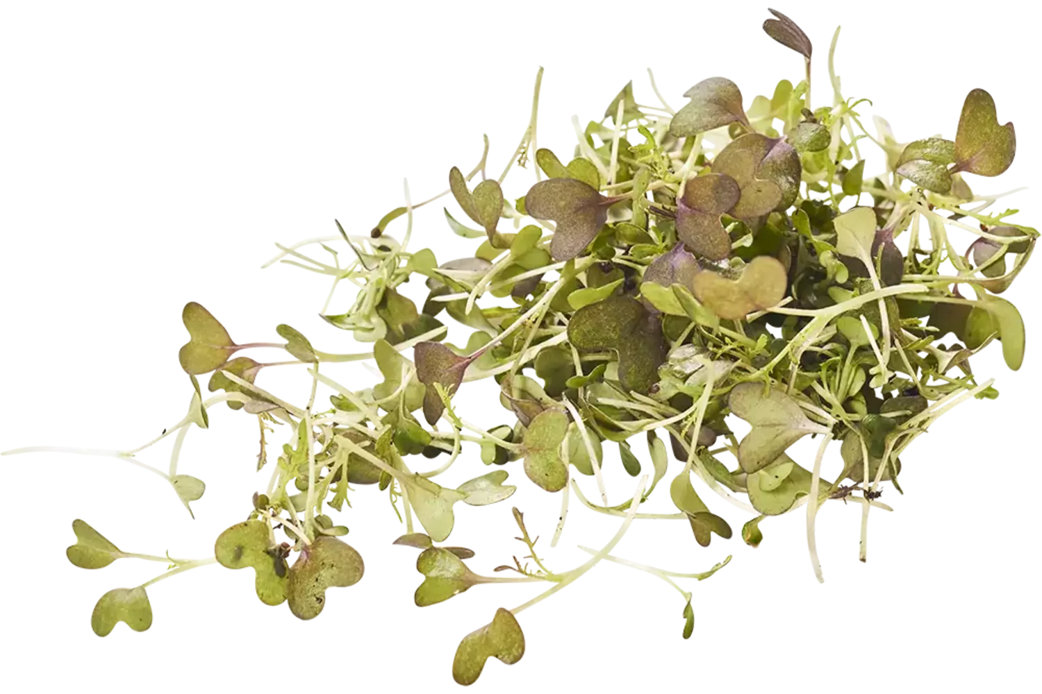 Mizuna cress 20gr. stuk