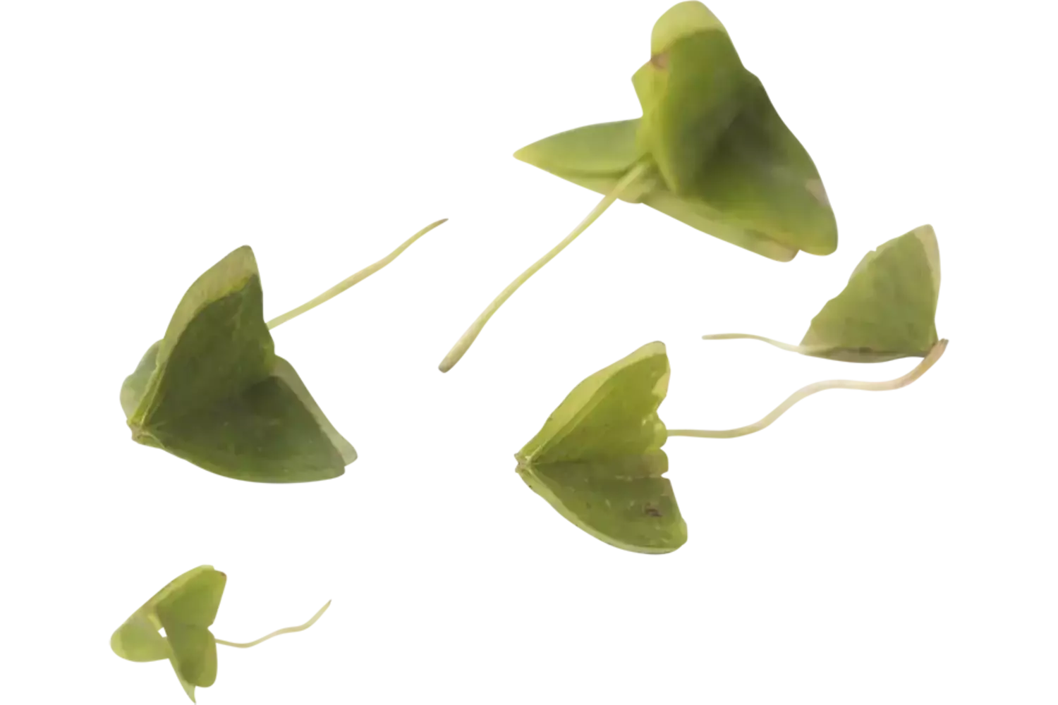 Klaverzuring groen +-- 100 blaadjes stuk