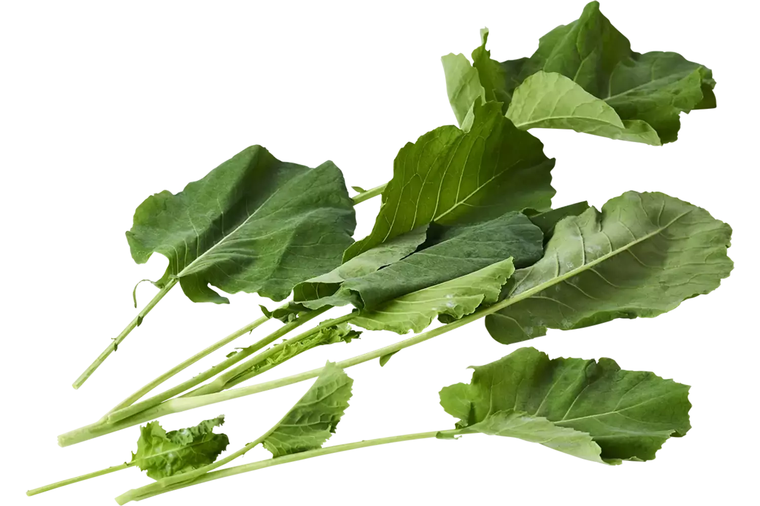 Chou de moutarde 200g pièce