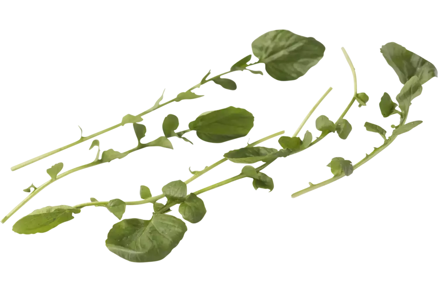 Barbarea herbs 50gr piece
