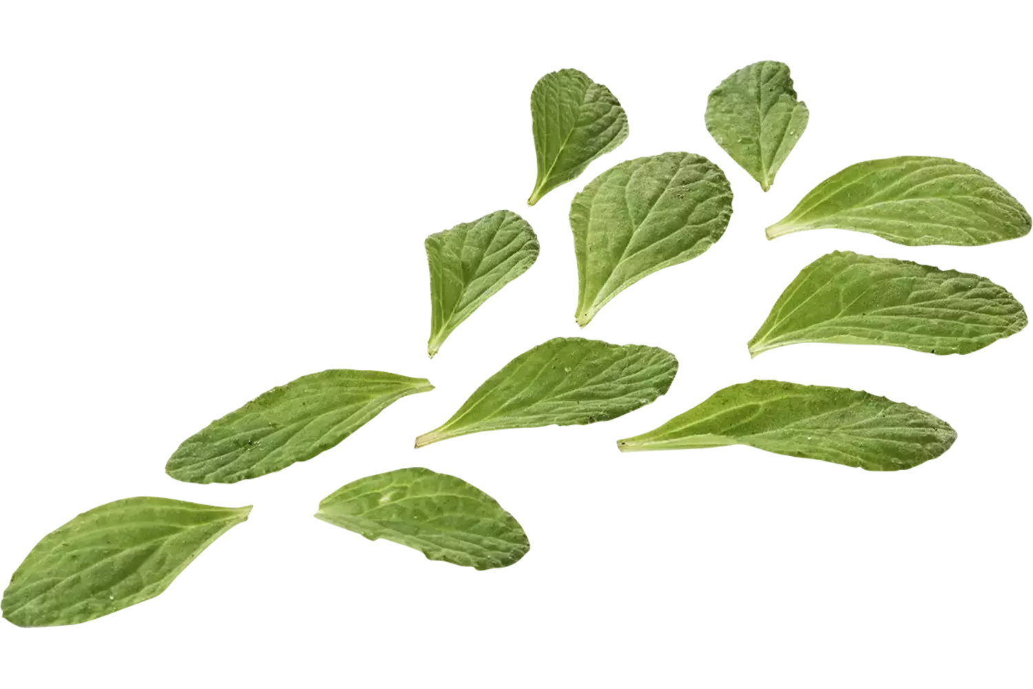 Mini borage kruid 50gr. stuk