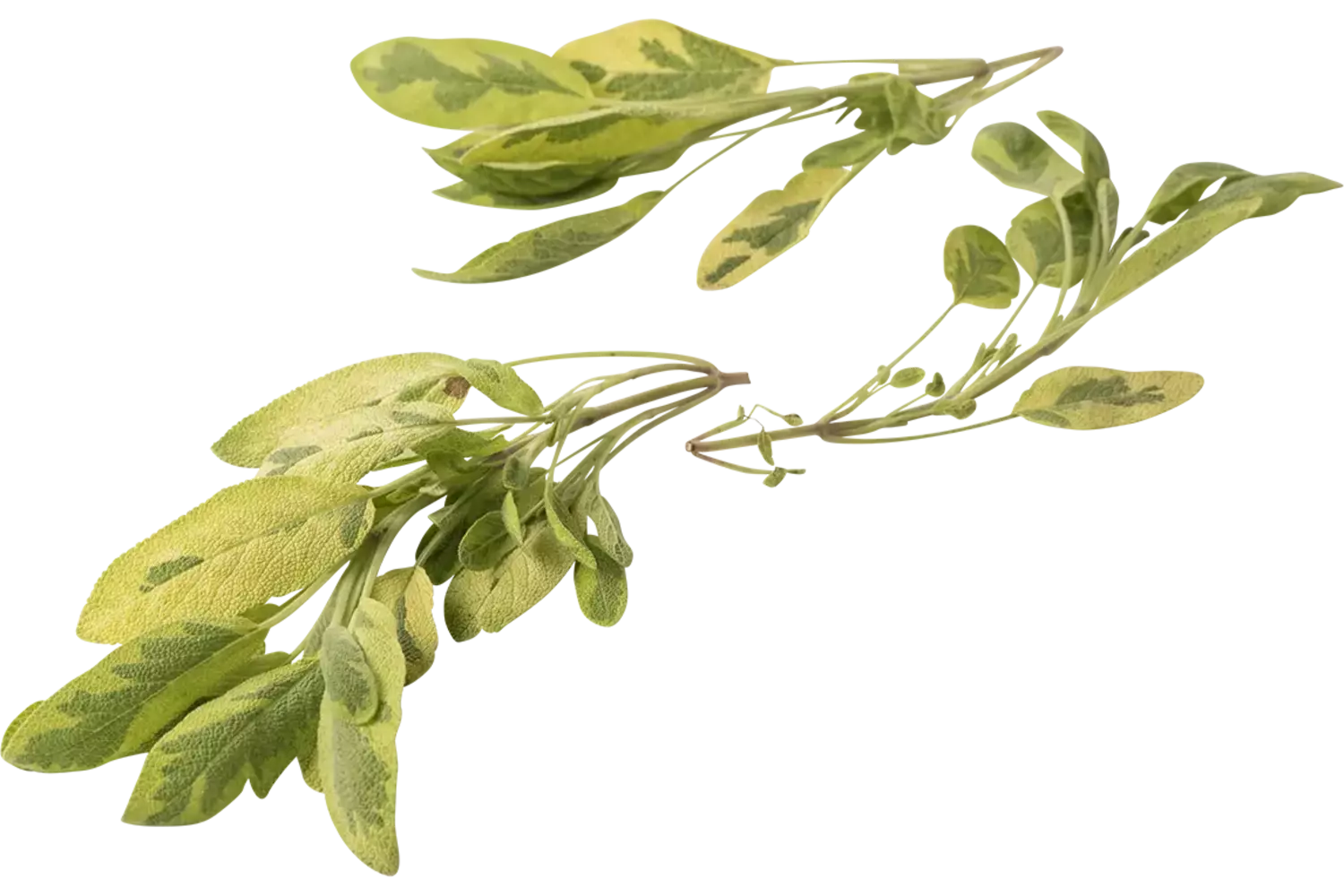 Gold sage 50gr piece