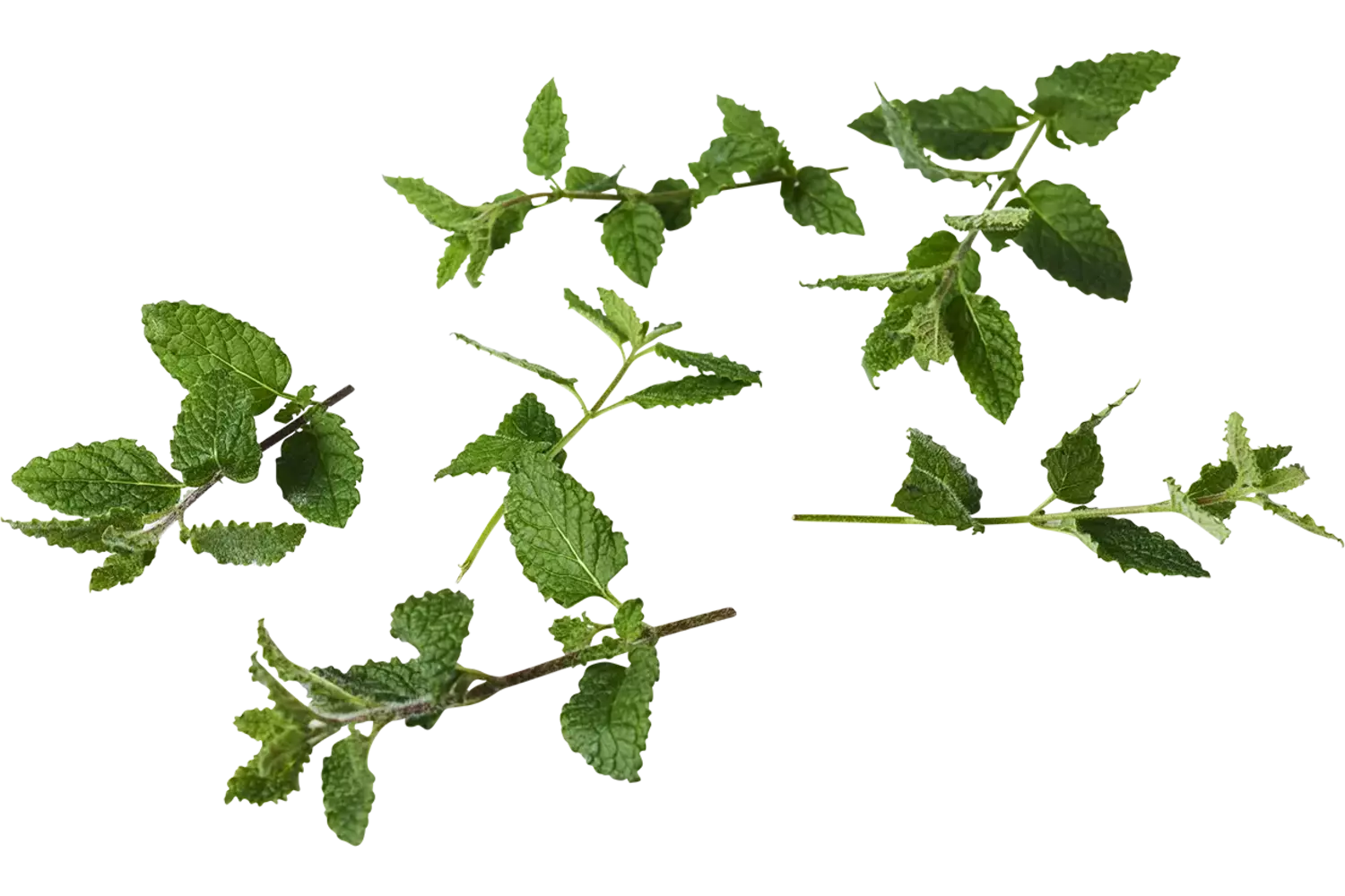 Keizers mint 30gr stuk