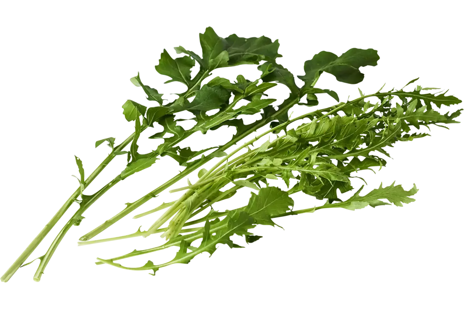 Arugula coltivata 75gr piece