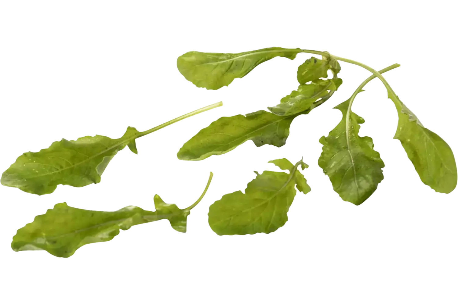 Wild arugula 100gr piece