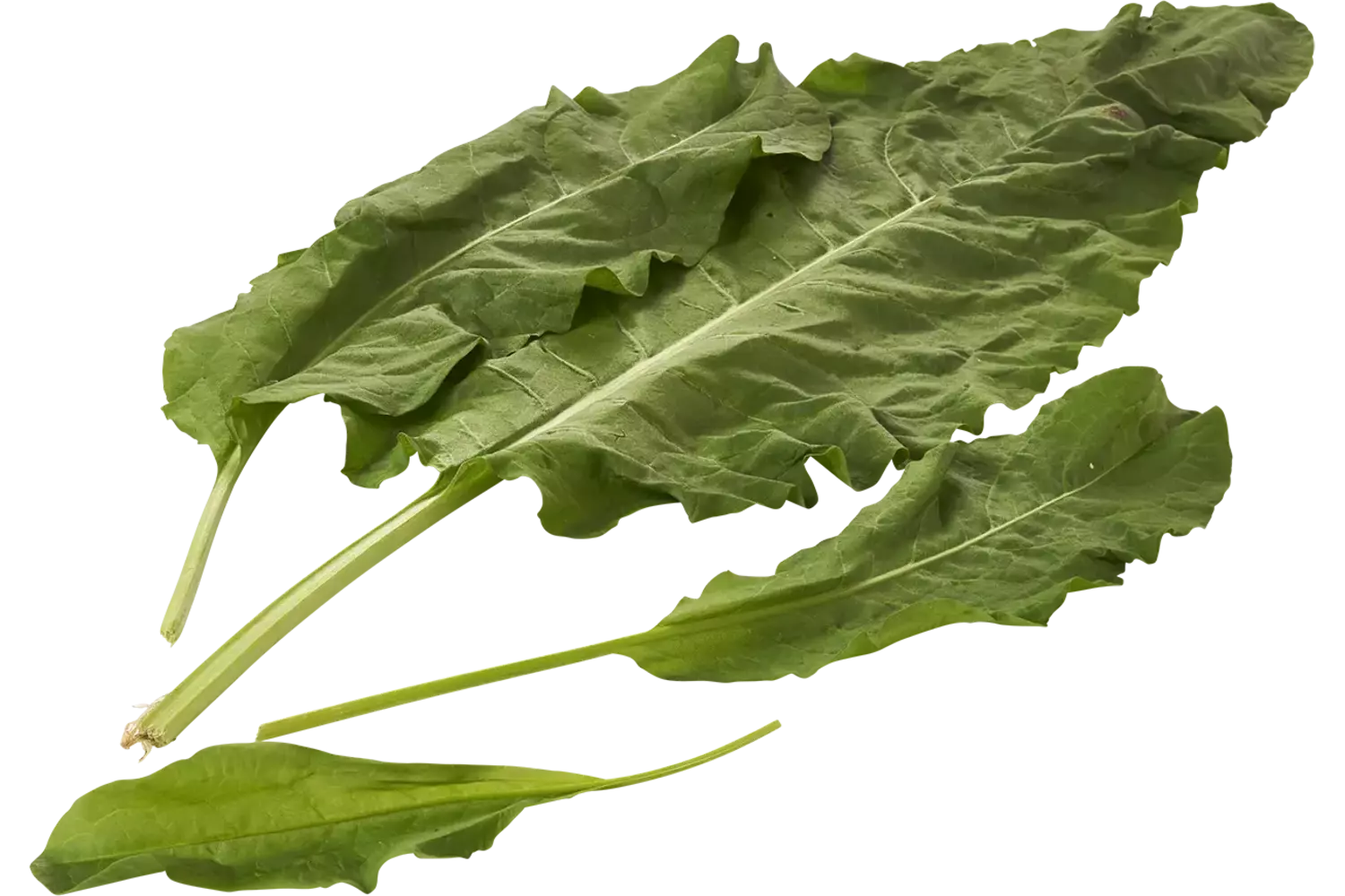 Spinach sorrel bush piece