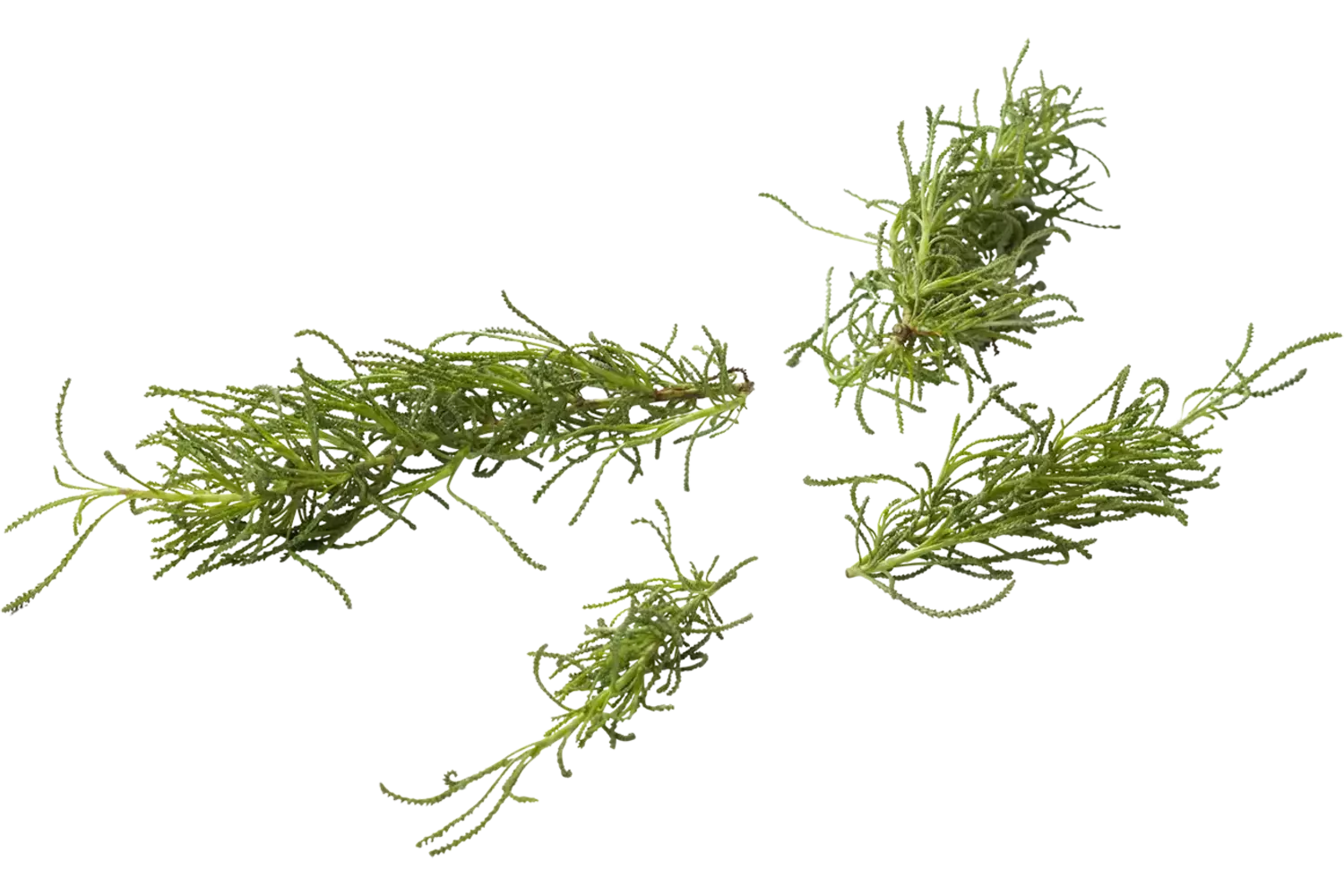 Herbe d'olive 15g pièce