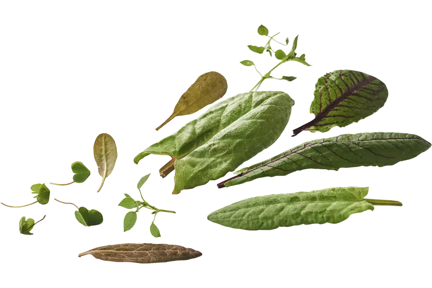 Mini sorrel mix 50gr piece