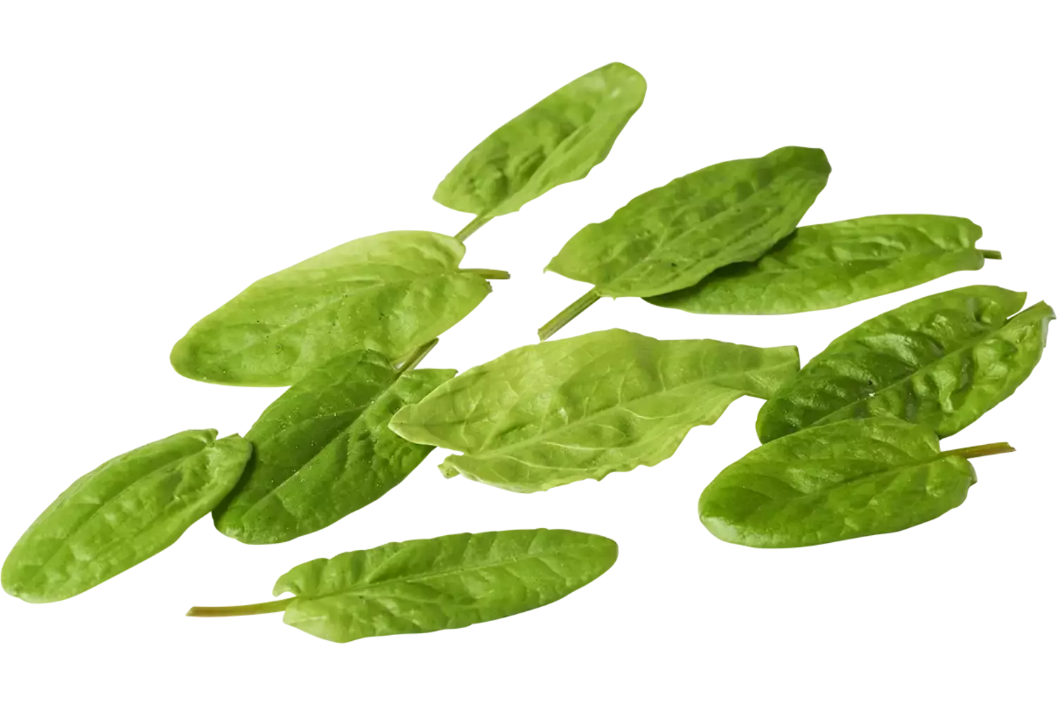 Mini oseille d'epinards 20g pièce