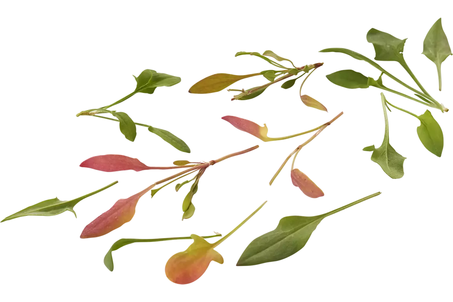Mini oseille 20g pièce