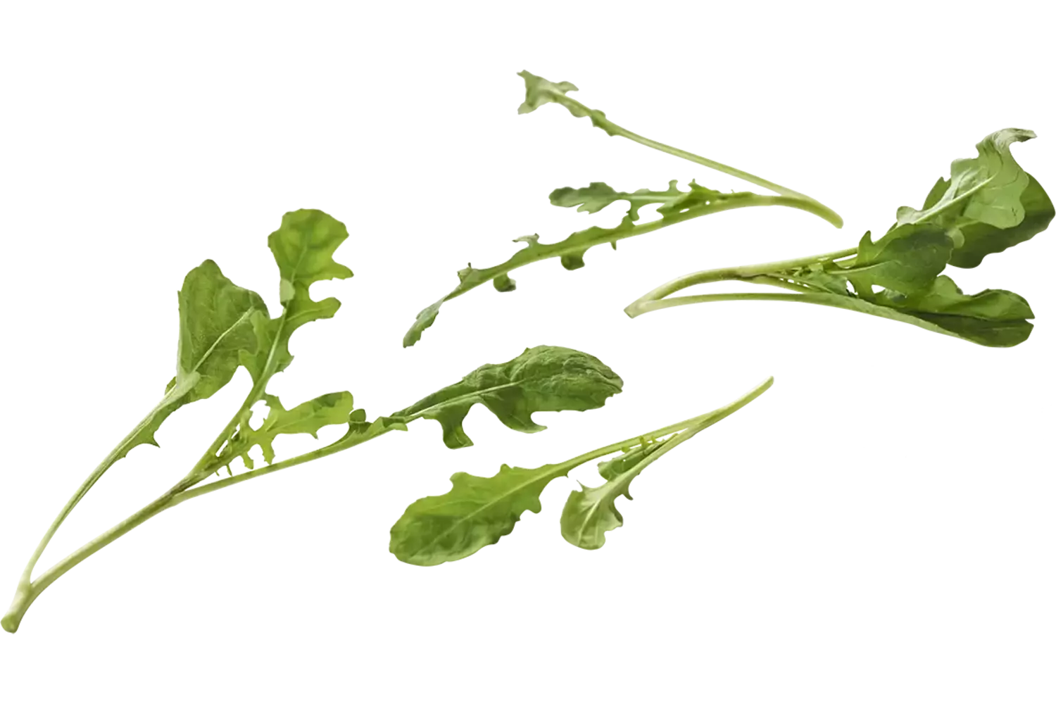 Mini rucola sauvage 50g pièce