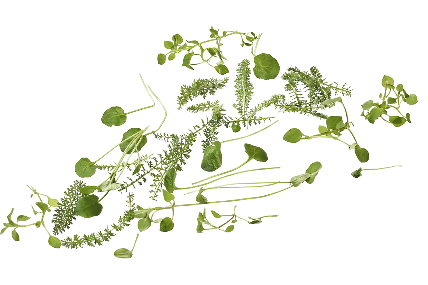 Wildpluk salade 125gr. stuk