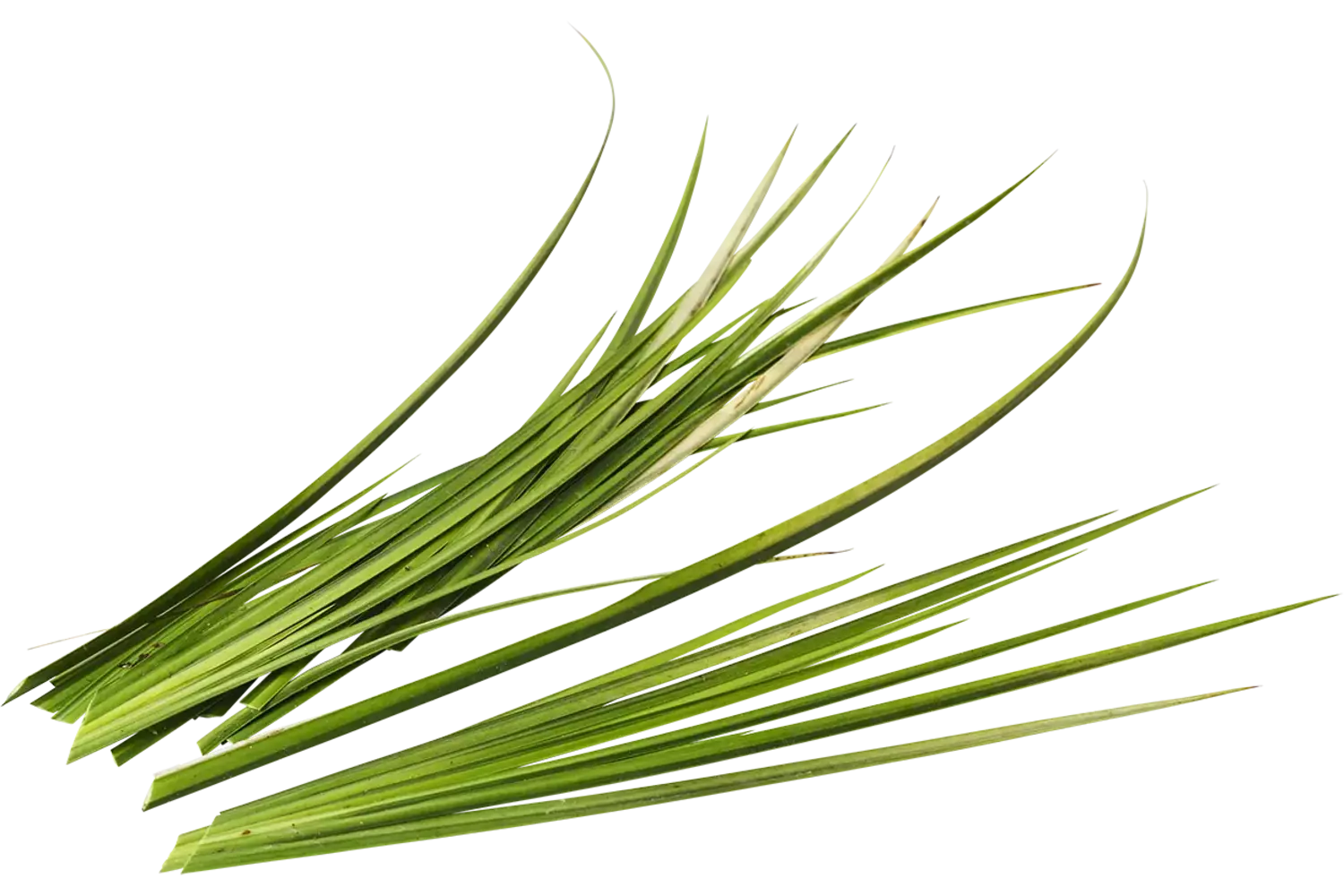 Calamus 10g pièce