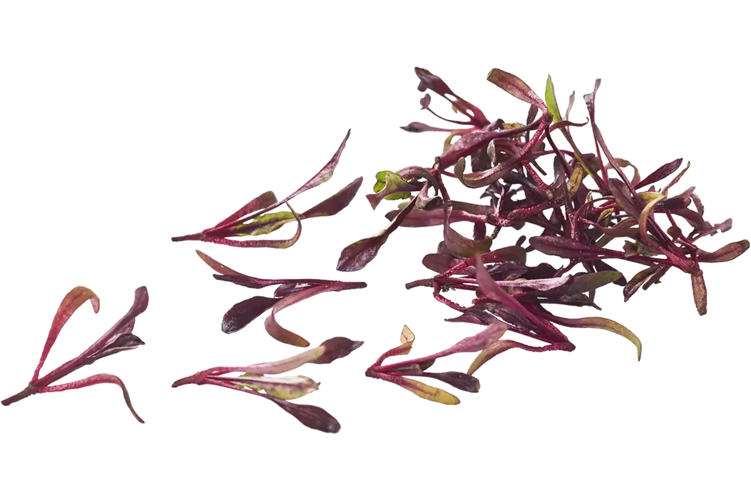 Cress de betterave rouge 20g pièce