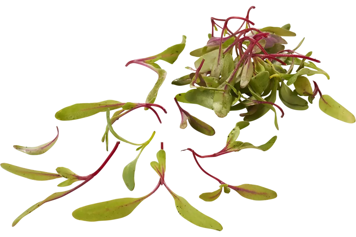 Bieten mix cress 20gr. stuk