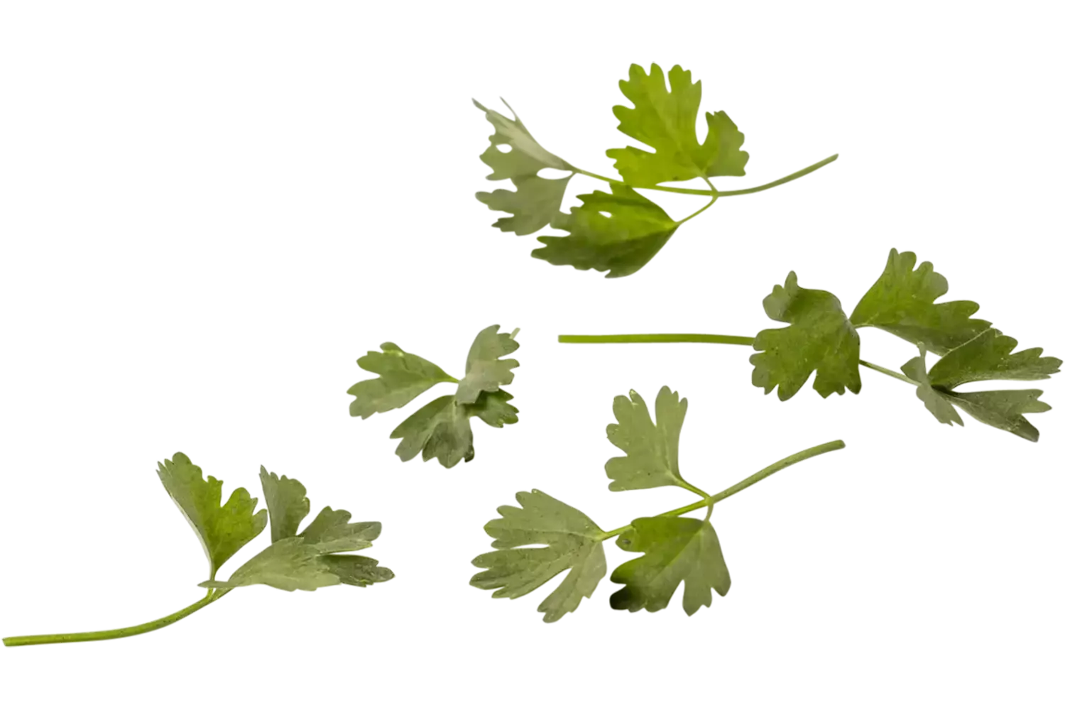 Mini celery piece
