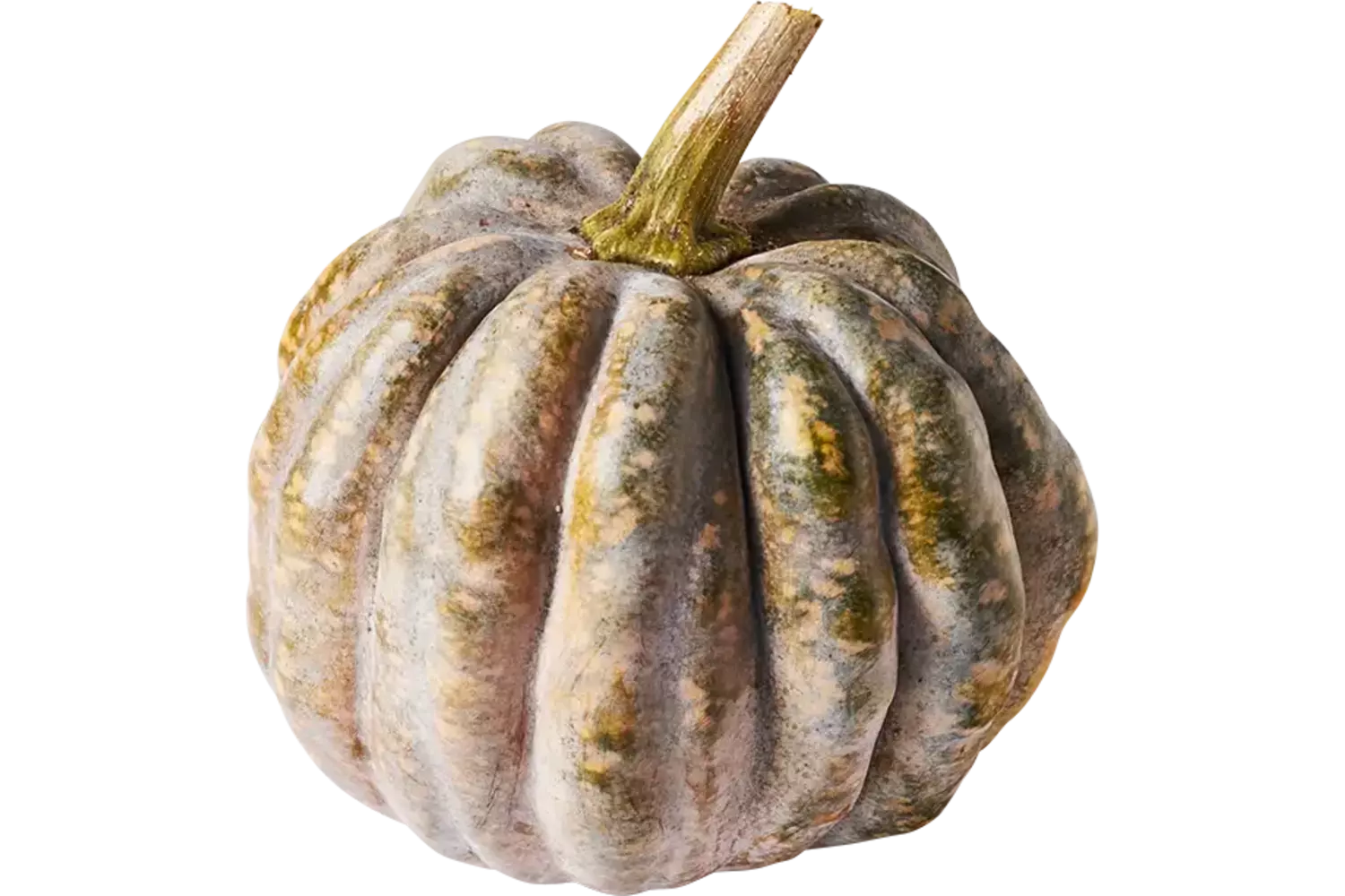 Pompoen Crown 2 tot 3,5 kilo kist 1 stuk