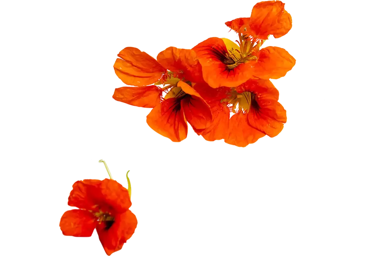 Oost indische kers rood 10st.
