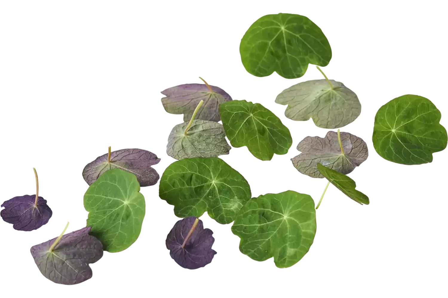 Oost indische kers blad 30 stuks