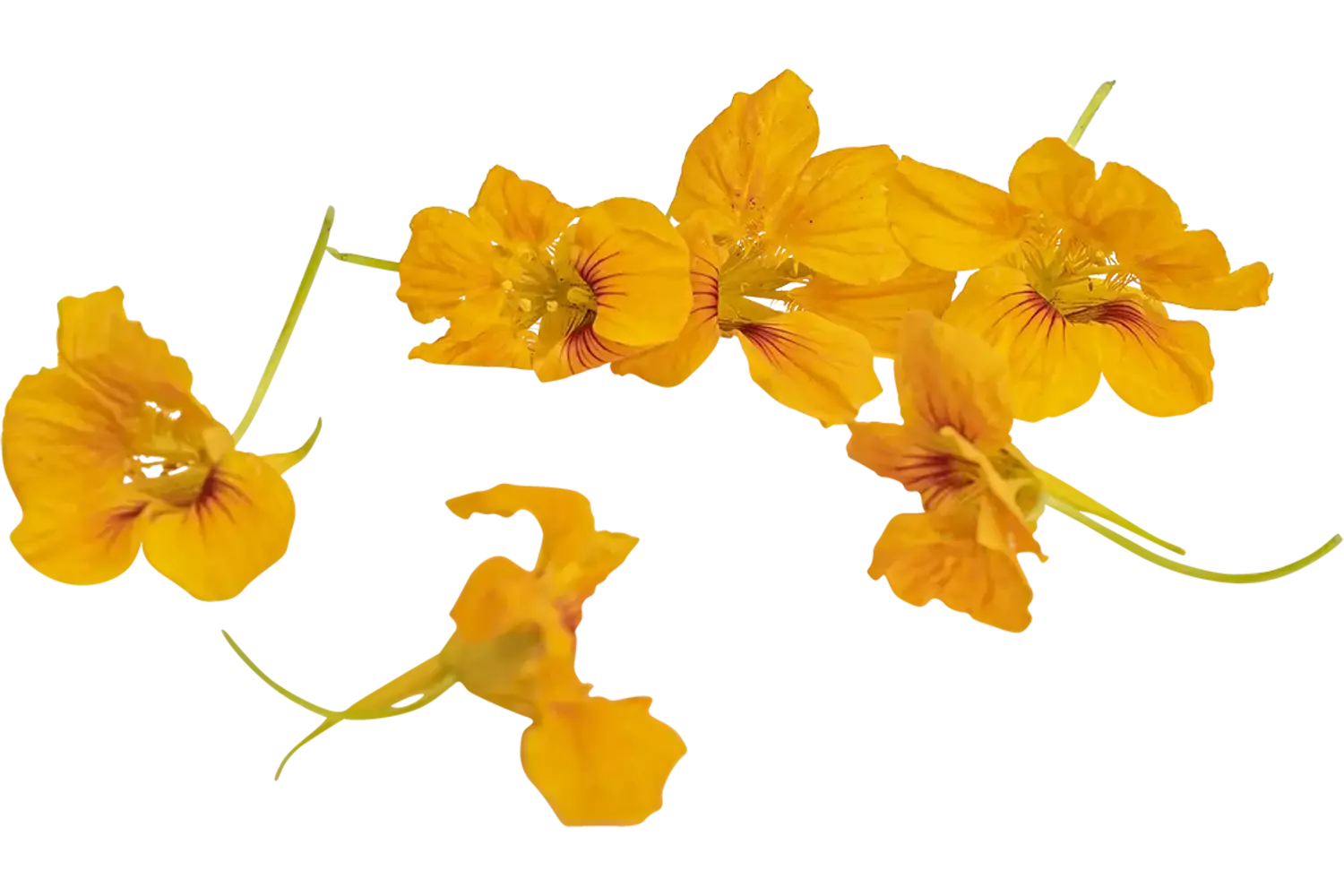 Nasturtium orange 15pc piece