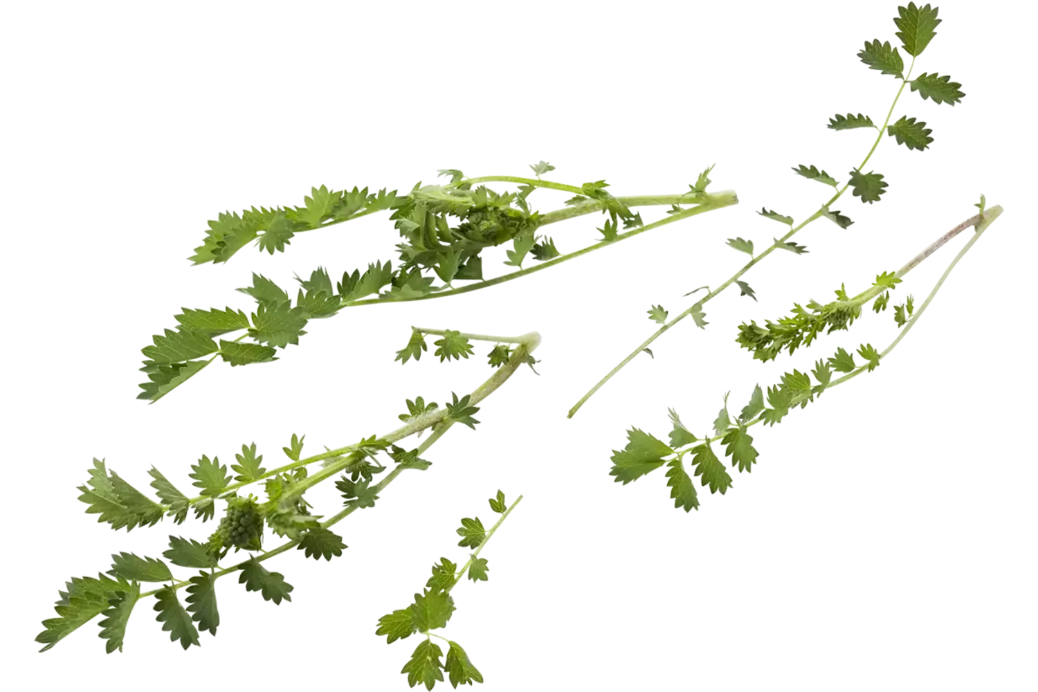 Burnet 15g pièce