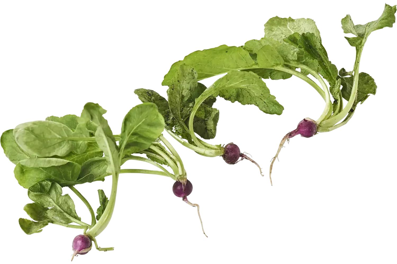 Mini radish bush piece