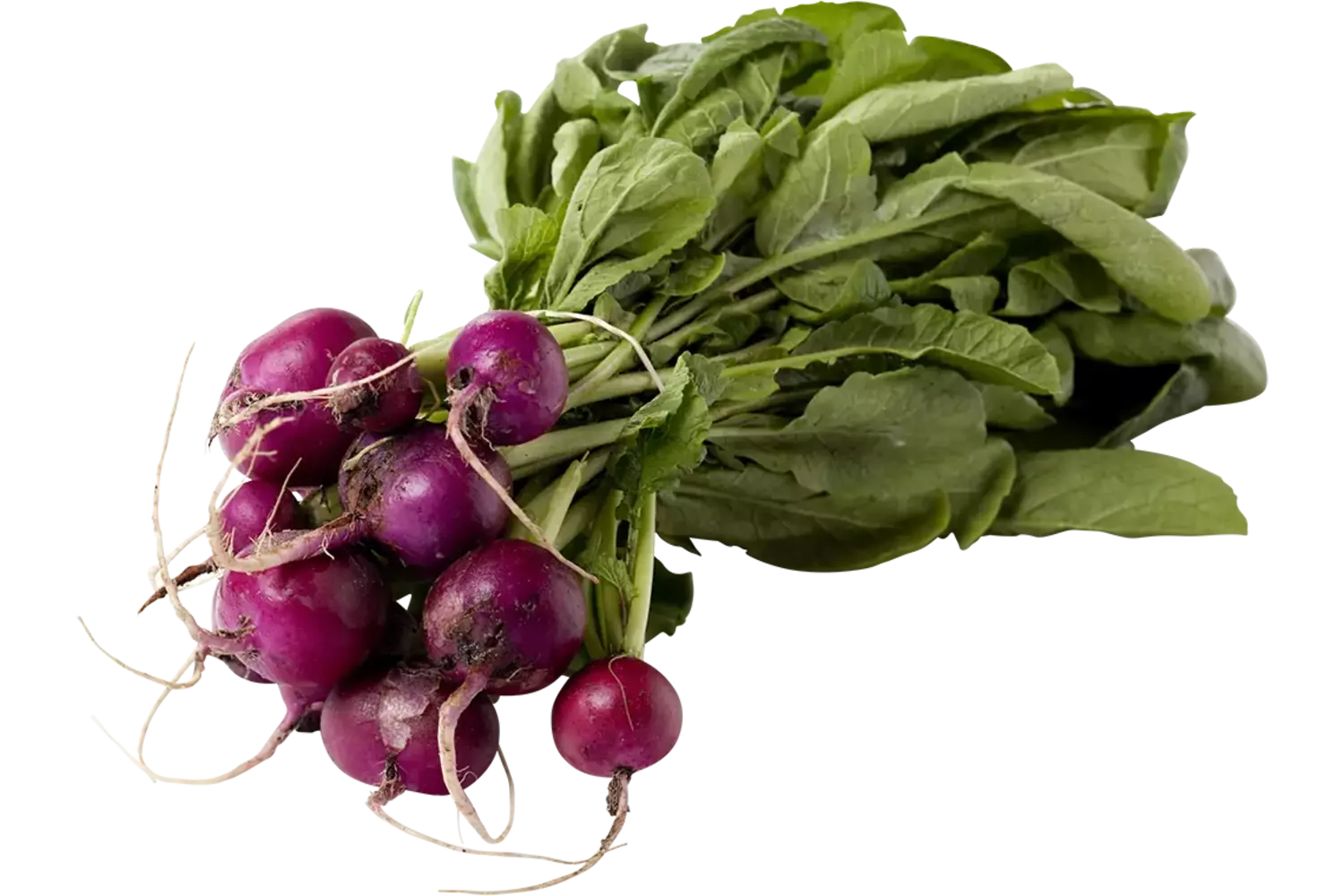 Radis violet pièce