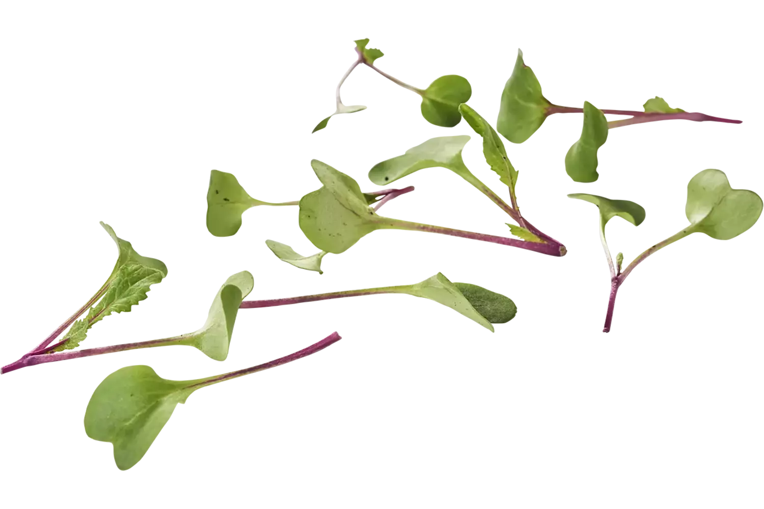Mini radish shoots 30gr piece