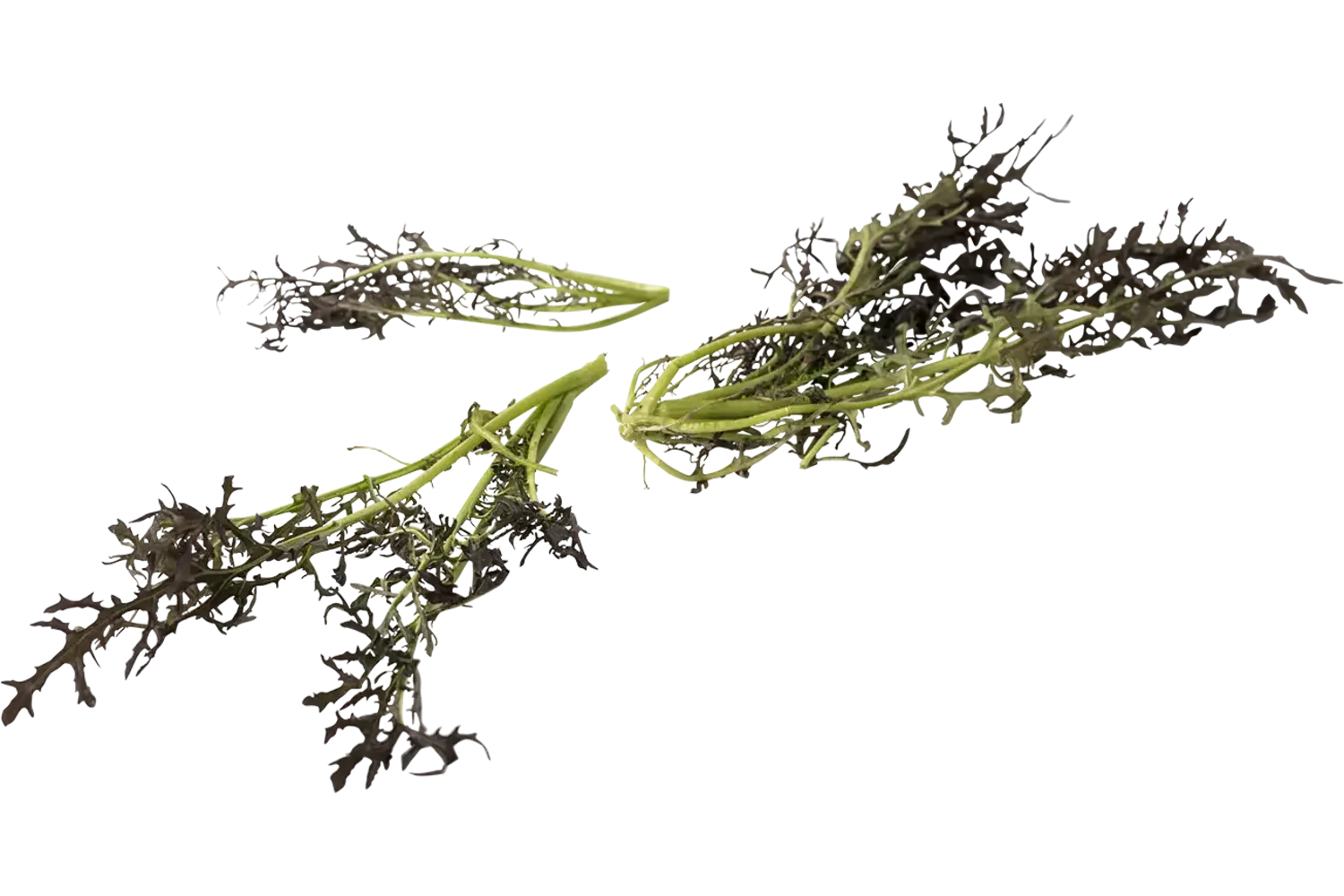 Paarse raapstelen 75gr. stuk