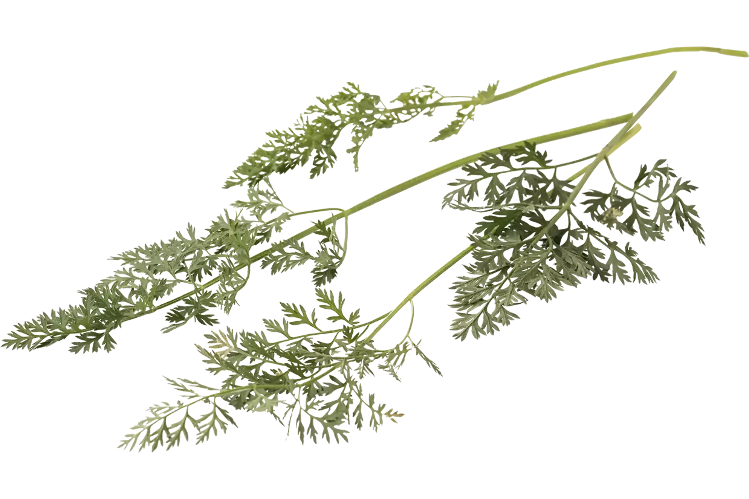 Carrot leaves bush piece