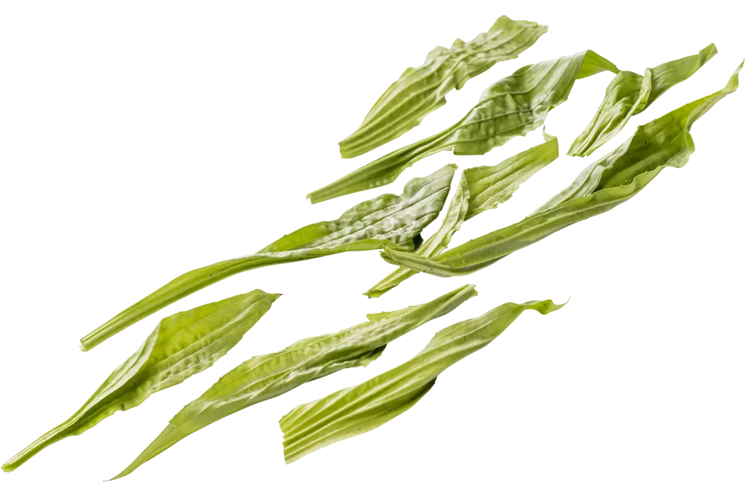 Weegbree 20gr. stuk