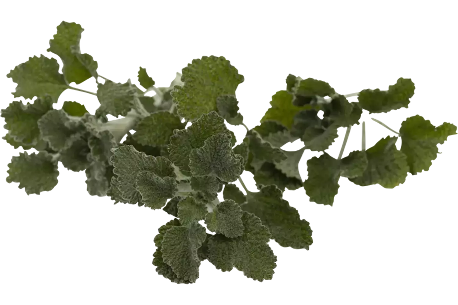 Absint alsem 40gr. stuk