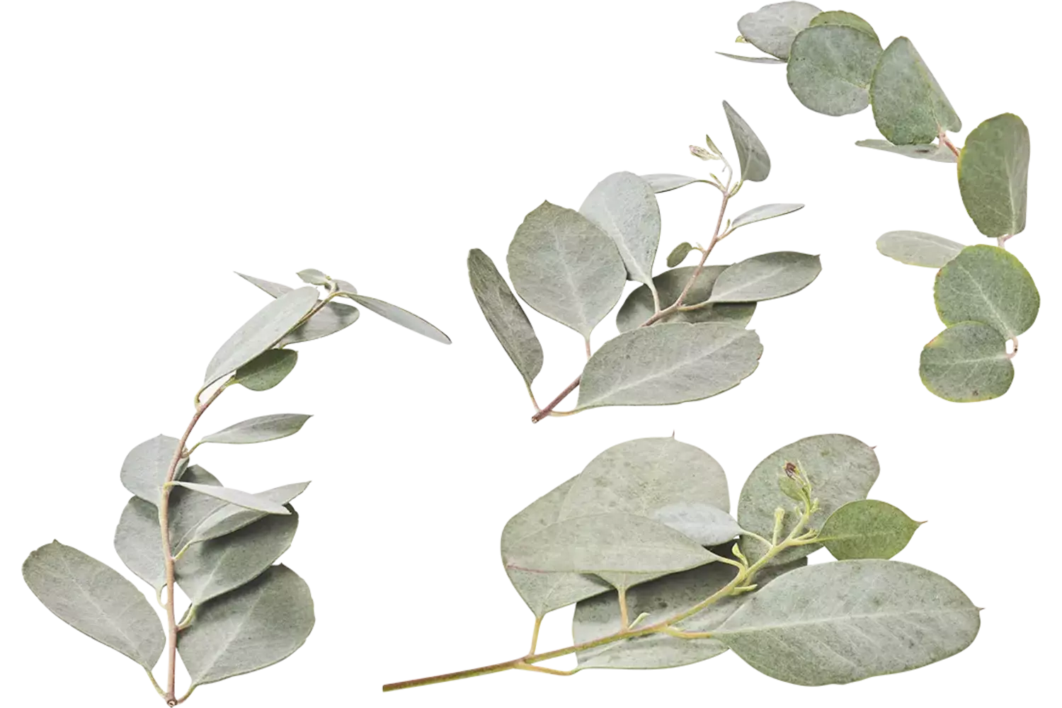 Eucalyptus blad 50gr stuk