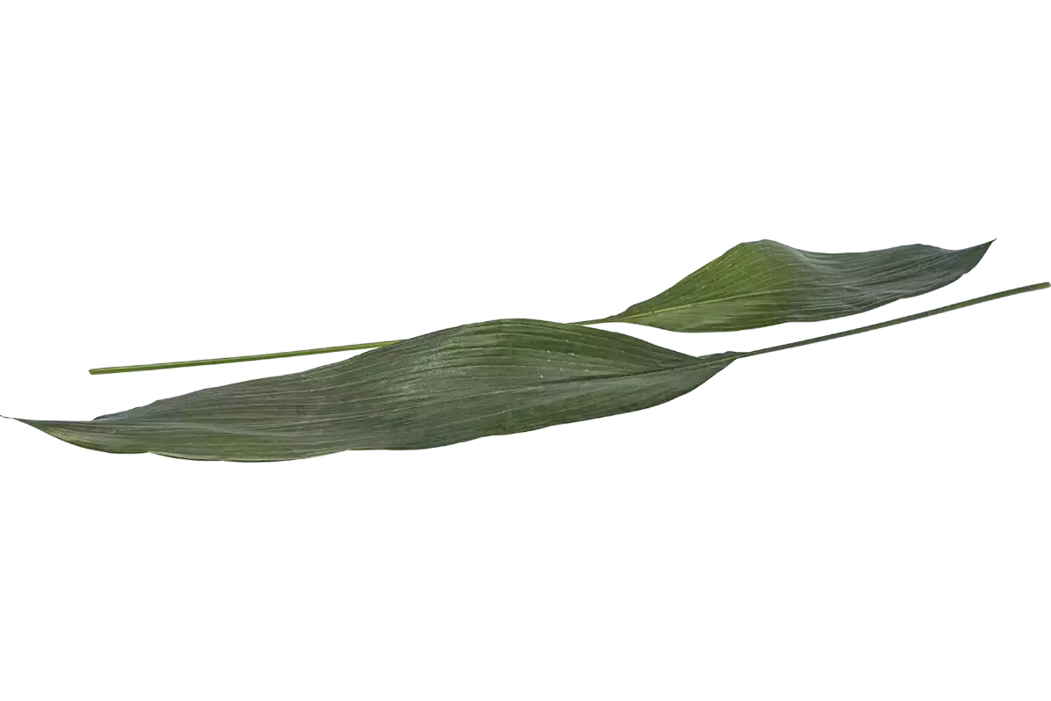 Feuille d'aspidistra 10pc pièce