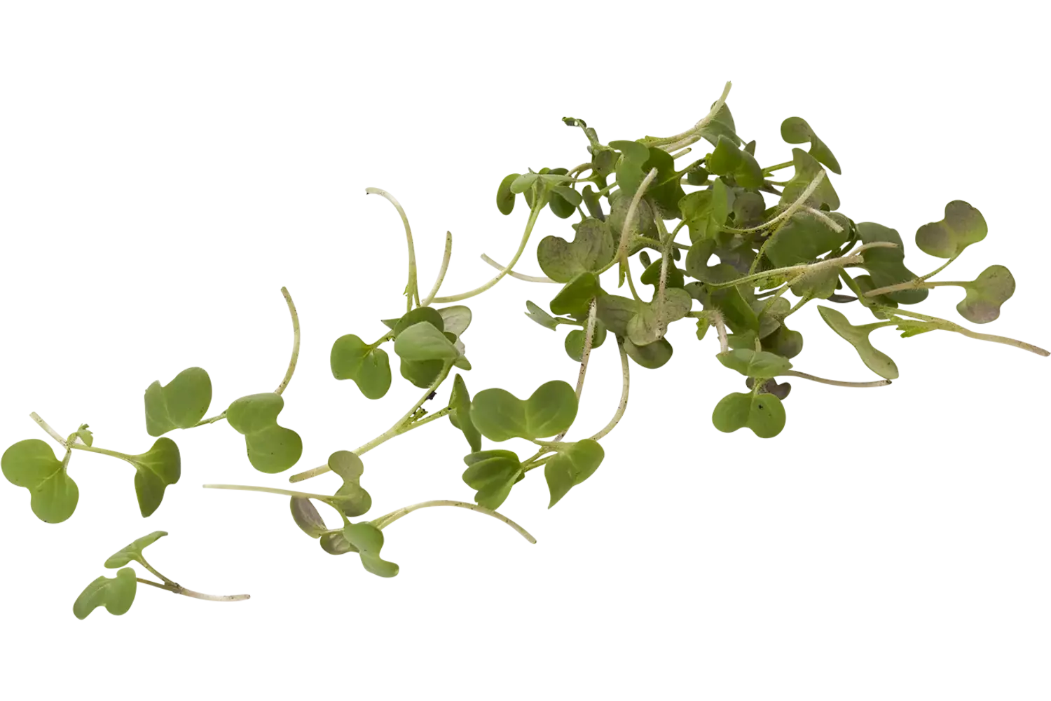 Hot stuff cress 20gr stuk