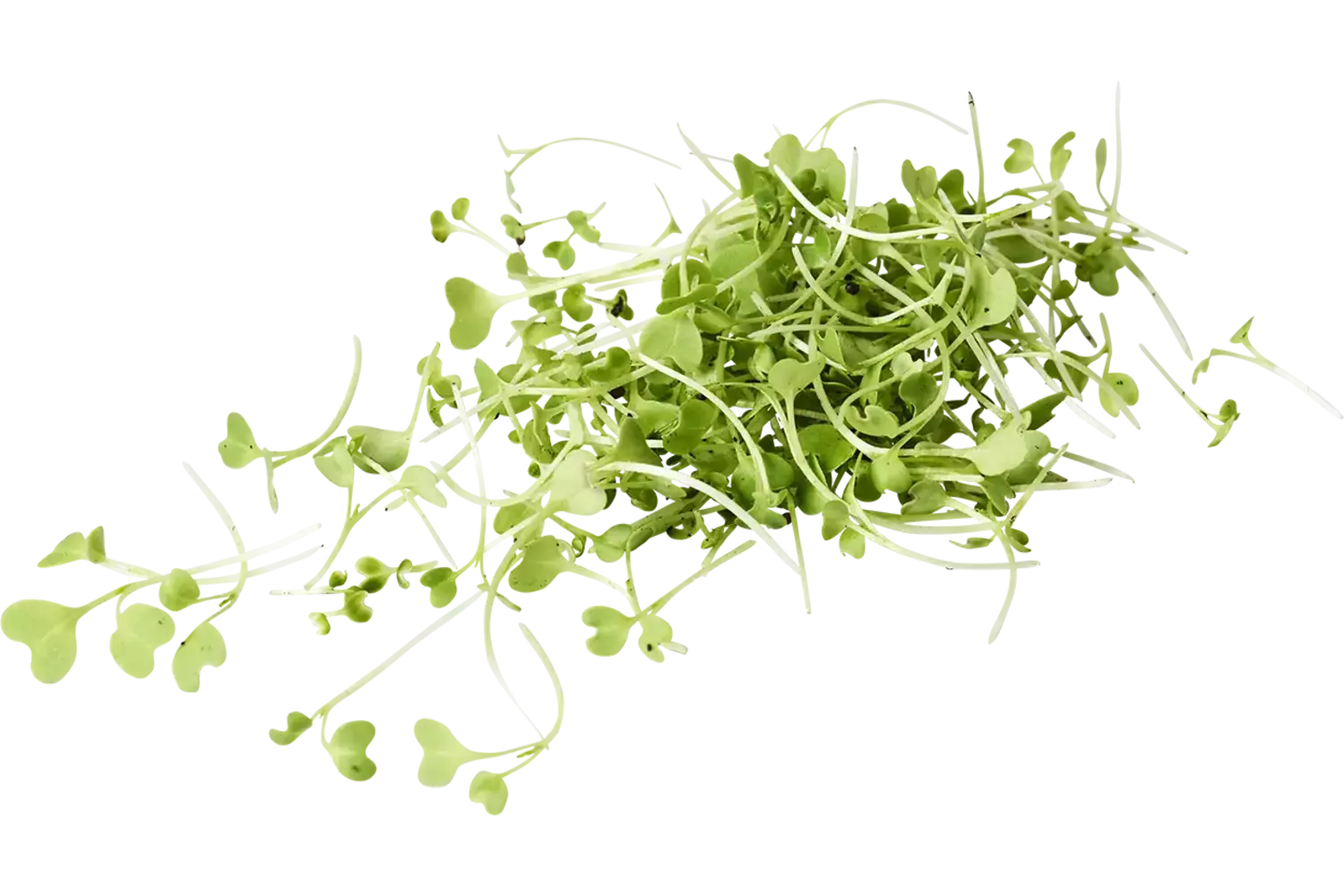 Cresson de moutard 20g pièce