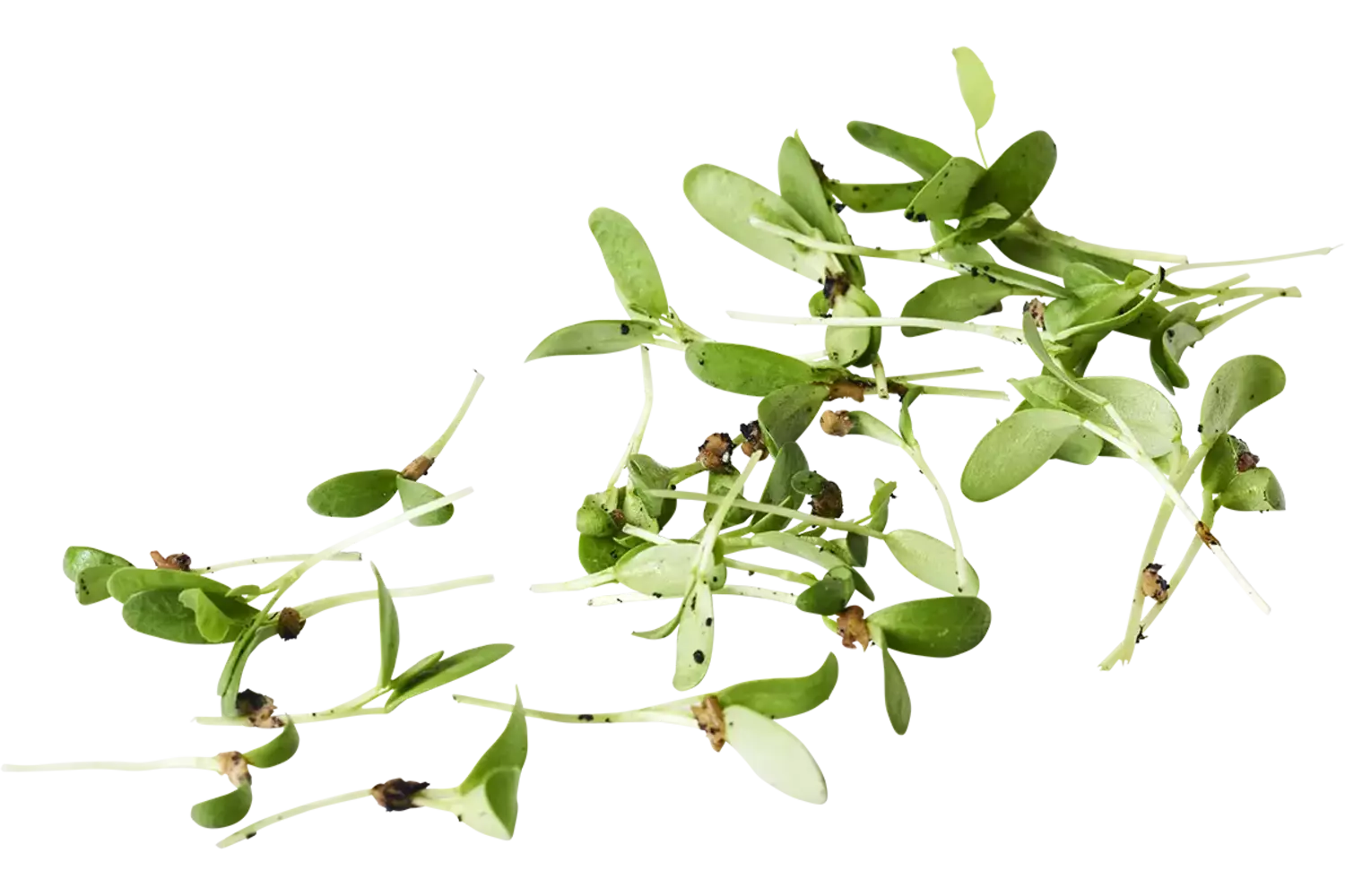 Fenegriek cress +-- 100 st stuk