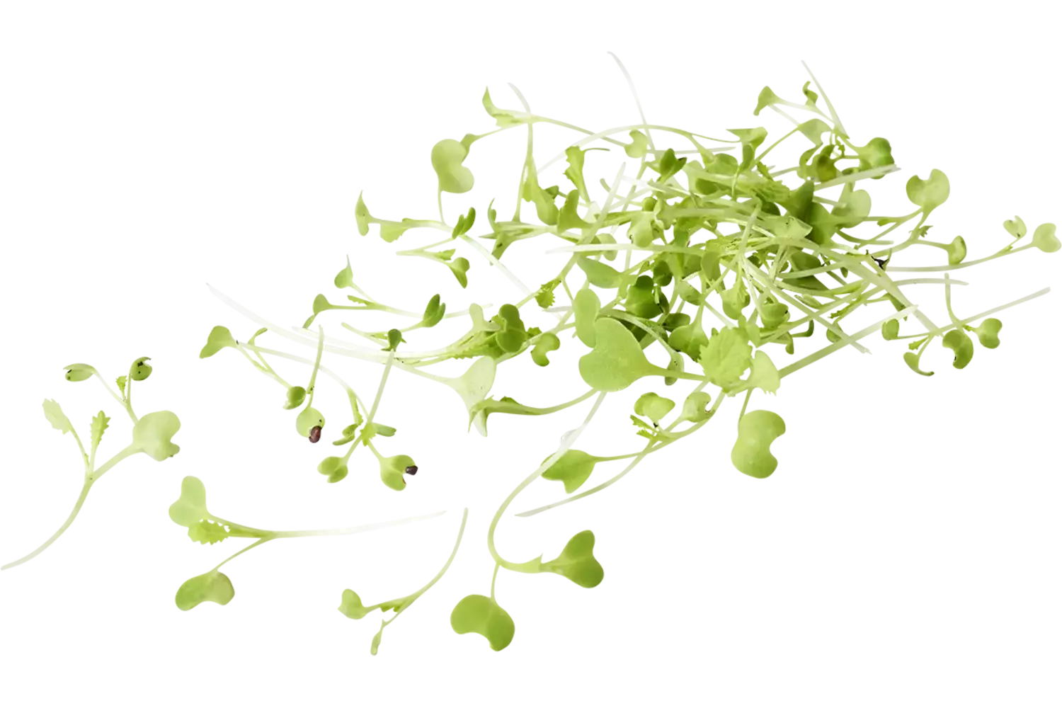 Radijs cress 20gr stuk