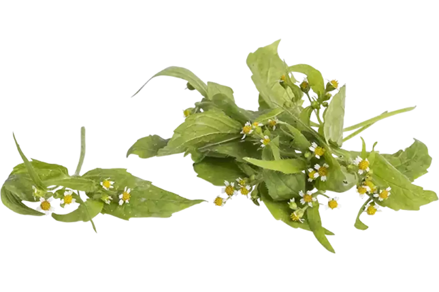 Galinsoga 15g pièce